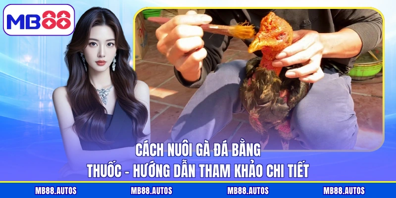 Cách Nuôi Gà Đá Bằng Thuốc - Hướng Dẫn Tham Khảo Chi Tiết